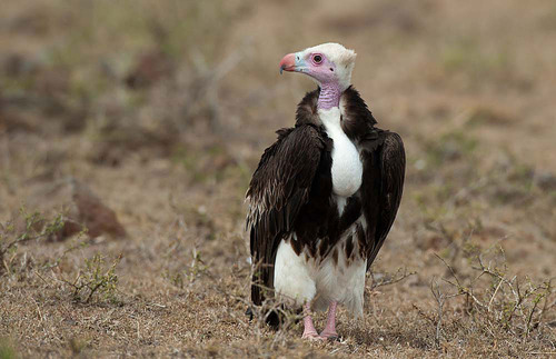 Sex dezzoi:  Turkey Vulture Black Vulture King pictures