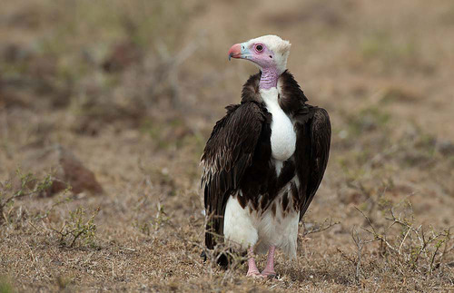 dezzoi:  Turkey Vulture Black Vulture King Vulture Greater and Lesser Yellow Headed