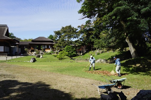 Rake, rake, rake the leaves. / 落ち葉掃き。