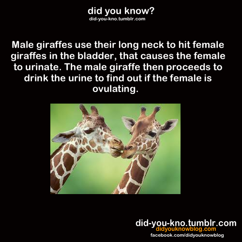mbharaj:  did-you-kno:  Source  Wtf