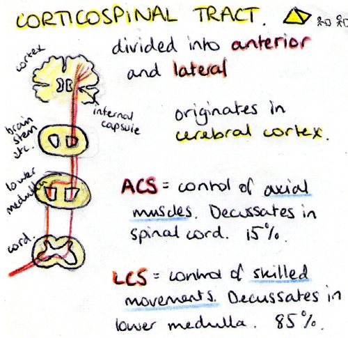 More detailed post-it of the corticospinal tracts, showing the two tracts and their decussation. 