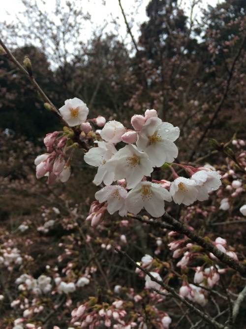 Sakura at Kitaguchihongufujisengen Shrine, Fujiyoshida, Yamanashi Prefecture