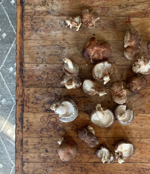 The rain has been so good to my mushroom patch #shiitake #shiitakemushrooms #fungusamongus #mushroom