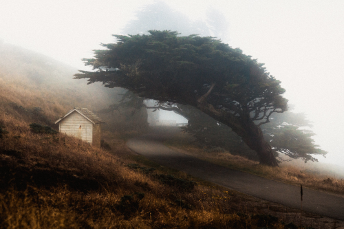 XXX nubbsgalore: wind swept tree in point reyes photo