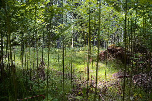 Miniature Forest by varmfront.se on Flickr.