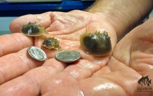 North Carolina Aquarium at Pine Knoll Shores husbandry staff recently collected a total of six Horse