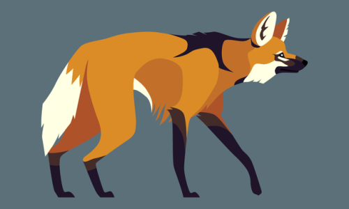 Chrysocyon brachyurus - Maned Wolf