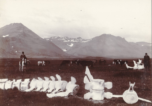 inland-delta: Whale bones on the S. Coast of Snæfellsnes, near Búðir, Iceland, ca. 