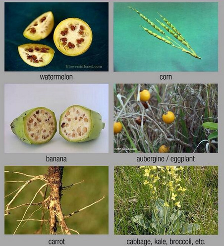 theolduvaigorge:How your food would look if not genetically modified over millennia“Ever wonder how 