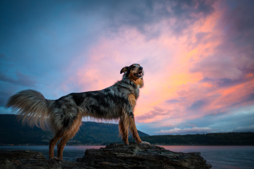 myrrahthescotch:  Myrrah being glorious in the last bit of light for the evening, after splashing around in the lake. <3Tried a different technique for the process on this one, for fun :)Been  a bit slower as of late, due to a knee injury a few weeks