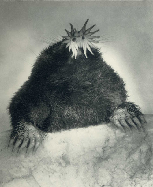 jawsomejaba: Star Nosed Mole (National Geographic archive)