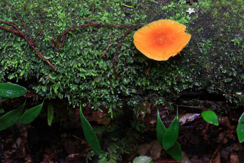 Green orange wet by duncanmc42 on Flickr.