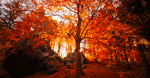 dirtyhippieproductions:  Autumn is a second spring when every leaf is a flower - Albert Camus ☮  ❤ ॐ 