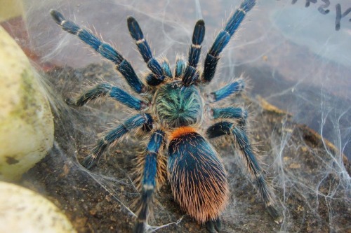 allcreatures-great-and-small:Brazillian Rainbow Dwarf Tarantula