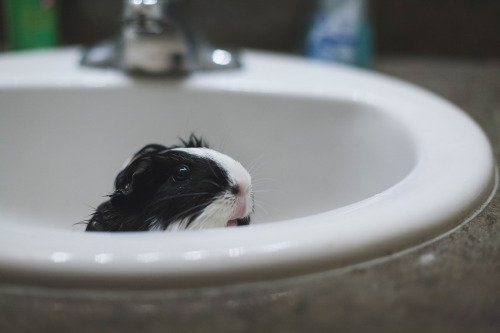 guineapiggies: Rebecca Carlson - 41/365 Bath time for Mazy