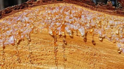 Palaeoclimatic inferences from amberAmber is the fossilised resin of trees, and has been prized amon