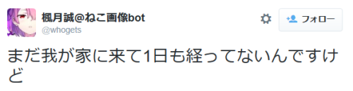 highlandvalley:  楓月誠＠ねこ画像botさんはTwitterを使っています: “まだ我が家に来て1日も経ってないんですけど http://t.co/tvWtjEluOx”