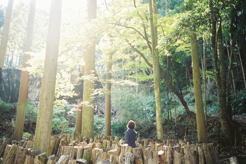 森の光は優しい。 椎茸狩りの時の一枚。 ・ ・ ・ #椎茸狩り #園田きのこファーム  #キノコ会椎茸狩りマッシュ  #森#光 #filmphotography  #klassew#fujifilm 