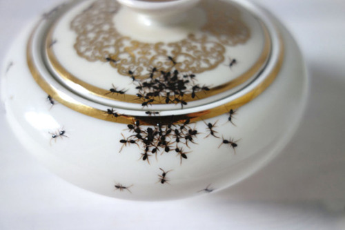 Vintage Dishes Covered in Scrupulously Hand-Painted Ants