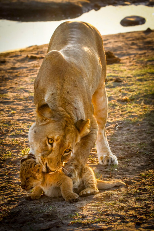 The Cutest Roar Ever! Three-month-old Lion Escapes From His Mother To Test Out His New Voice In South