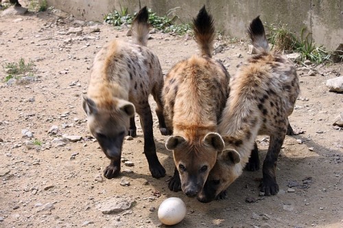 lesbianredpanda:hyenasarecutedammit:Everybody be on HIGH ALERT... …. ……this could be dangerous sniff