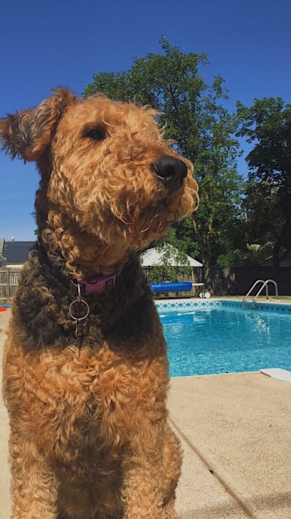 Submitted by; emispeachykeen my dog, fiona! (@fiona.the.airedale on ig) omg a queenI love how cute!