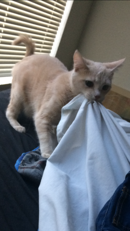 ticktockrottingflesh:No matter how many times my nephew makes his bed, the cat destroys it. Princess