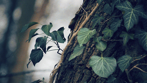 obsidian-shadow:  green love