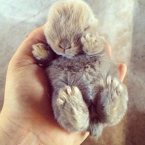 theanimalzone:source instagram ♡♡♡