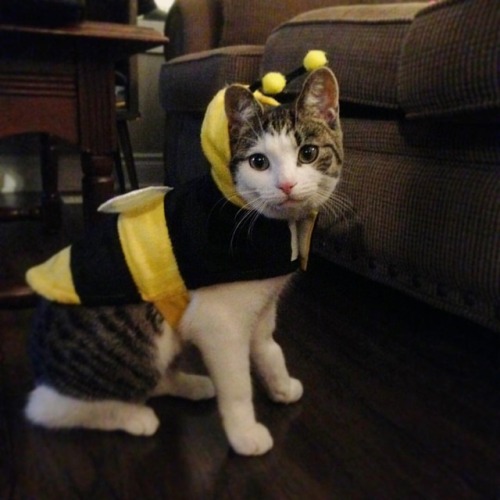 michiscribbles: Happy Halloween from sushi cat! Bee-Lieve it! #halloween #halloweencostume #catcostu