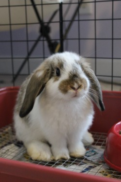 loveforrabbits:Phoebe being photogenic