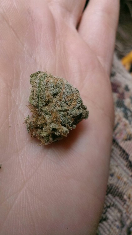 wereallfuckinghigh:    Powerplant sativa
