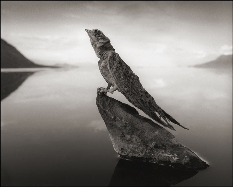 mothernaturenetwork:  African lake turns animals into statuesTanzania’s Lake Natron