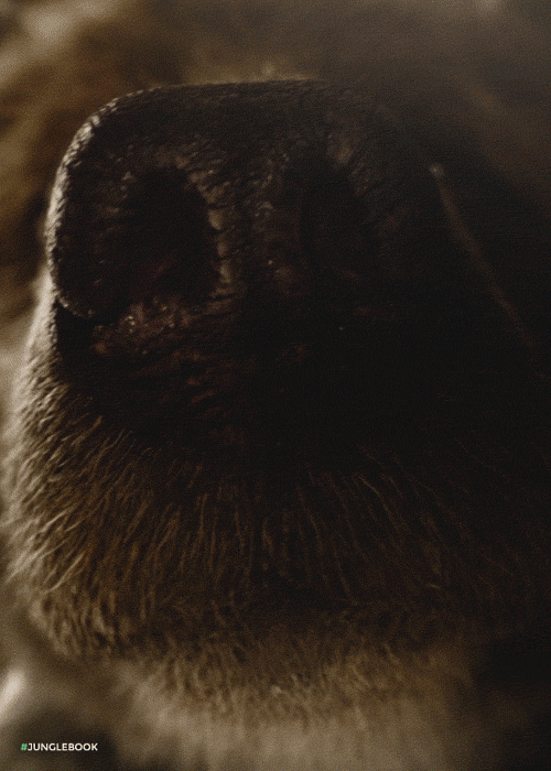 Sniff Sniff Hey you—you got any honey in there?