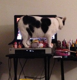 m-lissa:  I’m just trying to watch some TV…