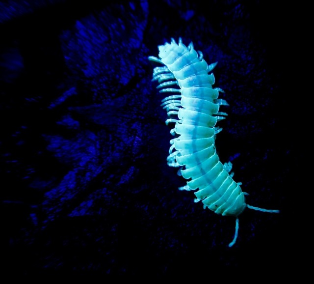 milliposting:bioluminescent millipedes! these guys are called motyxia, they&rsquo;re