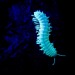 milliposting:bioluminescent millipedes! these guys are called motyxia, they&rsquo;re