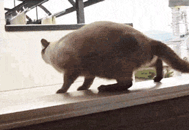 yelliw:  beautiful creatures showing their jumping skills 