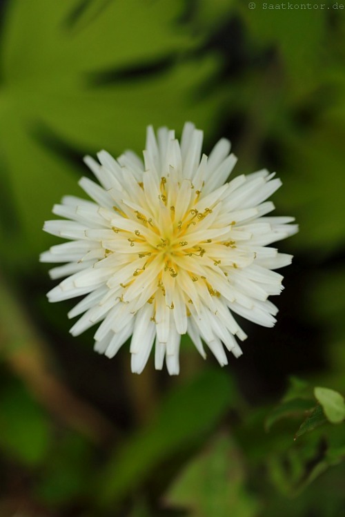 White Dandelion (Taraxacum albidum) Seed source / Bezugsquelle für Samen: www.saatkontor.de