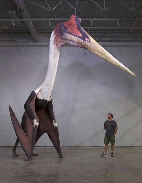 Model of Quetzalcoatlus northropi next to a 1.8 meter tall human. The pterosaur is one of the larges