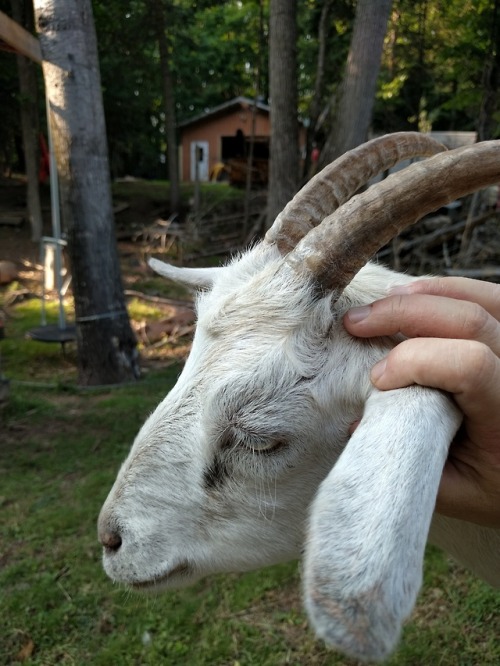 Life on the farm. Happy kid, happy animals. Black currents and other things in the garden… Th