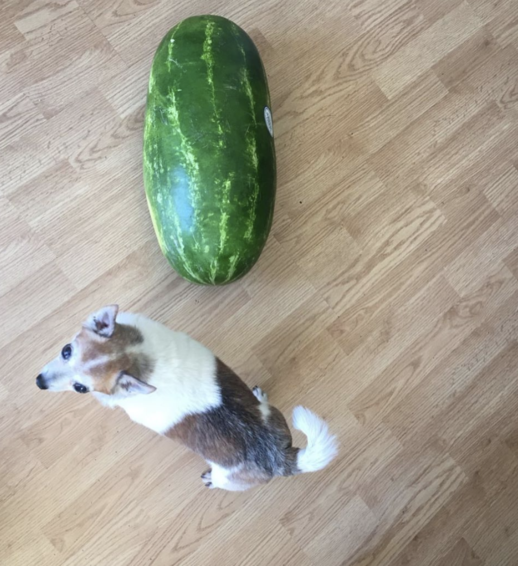 eatingwithdogs:  ✨🐶🍉