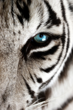  Eye of the Tiger by Erin Gardner on Flickr.