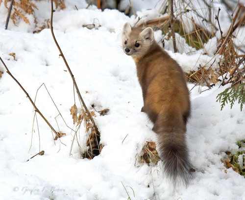 iridium-192:American pine marten (Martes americana) by Gordon F. Brown