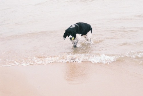 Bramble and the ball35mm film