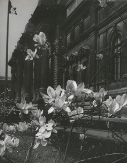 zzzze:  Josef Breitenbach Branch of Blooming Magnolia, New York, USA, 1940s gelatin silver print 