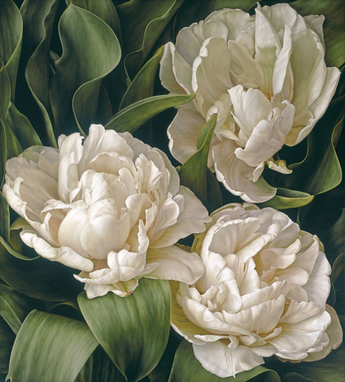 laclygrantham:White Peony tulip by Mia Tarney