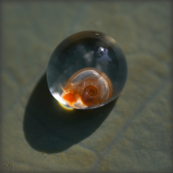 geneticist:  Baby snail in its egg before