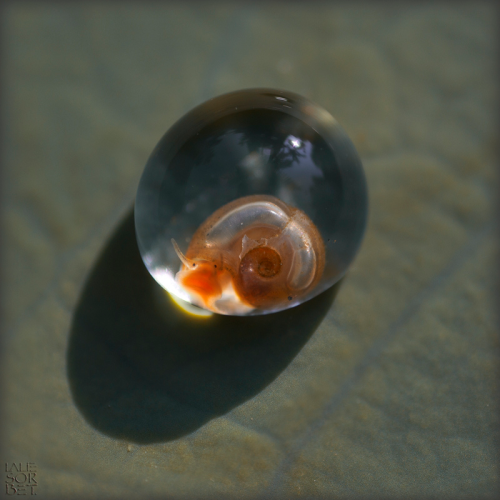 likebeesworkinginaglasshive: sixpenceee: A picture of a baby snail still in its egg.  Okay this