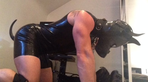All Rough and Playful, Pups at thair best ;)